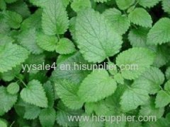 Natural nutrition supplement 10:1 Melissae folium Extract/ Lemon balm Extract/ Melissa Officinalis Extract