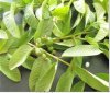 Factory Supply High Quality Pure natural 4:1 10:1TLC Guava Leaf extract powder
