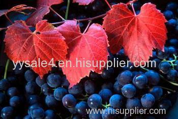 2015 TOP selling Natural Polyphenols 30%/trans-Resveratrol 5% Red vine leaf powder extract