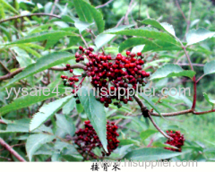 Manufacturer Supply 100% Pure and Natural Anthocyanidins 25% Elderberry P.E. Extract