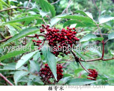 Manufacturer Supply 100% Pure and Natural Anthocyanidins 25% Elderberry P.E. Extract