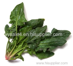 High Quality Pure Natural Oganic powder 10:1 Spinach extract(Spinacia Oleracea Extract)