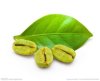 Manufacturer Plant Extract Supplement Green Coffee Bean Extract Chlorogenic 10.0-50.0%