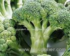 Low Price wholesale natural Broccoli Extract/ broccoli seed extract/ Sulforaphane 10:1 TLC