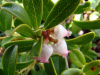 Hot Selling Uva Ursi Extract/ Arbutin 99%/ bearberry extract/ Vaccinium Myrtillus Leaf Extract
