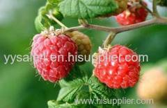 China Factory supply Rubus idaeus leaf Extract/ Red Raspberry Leaf Powder