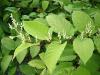 Natural and healthy product Resveratrol/Polygonum cuspidatum extract/ Giant Knotweed Extract