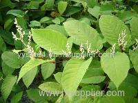 Natural and healthy product Resveratrol/Polygonum cuspidatum extract/ Giant Knotweed Extract