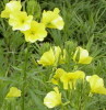Factory Directly Supply Evening Primrose Extract powder 40% 10:1