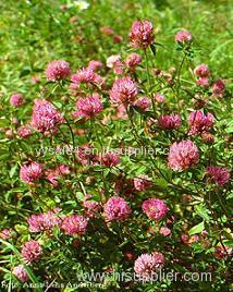 100% Natural bulk Red Clover P.E. Extract Isoflavones 2.5% 8% 20% 40%