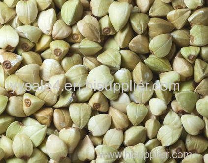 Factory supply bulk Total Isoflavone 30% 10:1 Buckwheat Extract