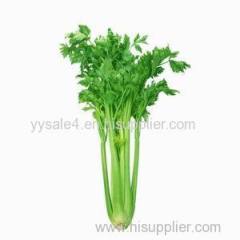 Best Selling Natural Organic 10:1 Celery Seed Extract