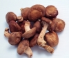 High Quality Lowest Price Hot Sales Fast Delivery STOCK! Shiitake Mushroom P.E. Extract