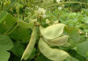 Factory supply best price organic bio hot-sale White Hyacinth Bean extract