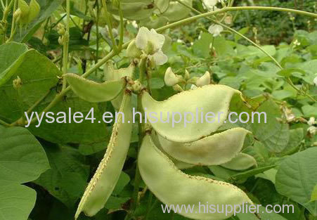 Factory supply best price organic bio hot-sale White Hyacinth Bean extract