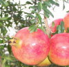 Export high quality economic Pomegranate Hull P.E Extract 40%