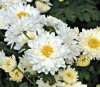 High Quality natural plant Feverfew P. E. Extract powder Parthenolide 0. 8% HPLC
