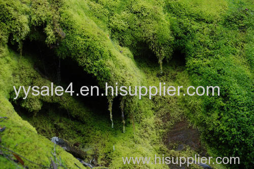 Factory Sale Iceland Moss Extract for health products wholsale