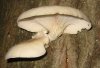 2016 hot sell Pleurotus ostreatus Extract/ Pleurotus ostreatus Extract/ Oyster Mushroom Polysaccharide