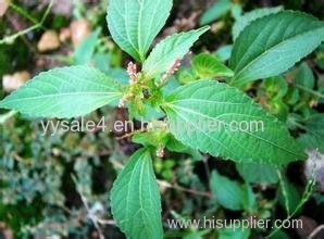 manufacturer of high quality Acalypha australis extract/Copperleaf extract