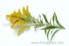 China manufacturer directly lowest price Solidago Canadensis Extract/Goldenrod Extract