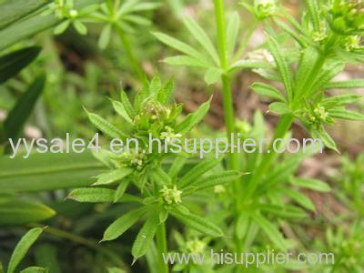 Manufacturer supply pure Natural Galium Aparine Extract/Cleavers Extract/ Bedstraw Extract