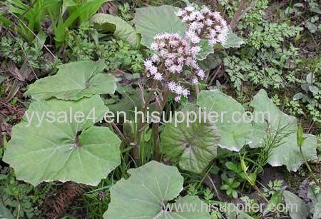 100% natural 10:1 Petasites japonicus Extract/Butterbur Extract