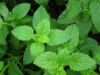 100% Natural plant Wild Mint Her b Extract/Mentha Piperita Extract/Peppermint Extract