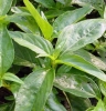 Natural plant Common Andrographis Her b Extract/Andrographis Extract/ Andrographolide/ Andrographis Paniculate Extract