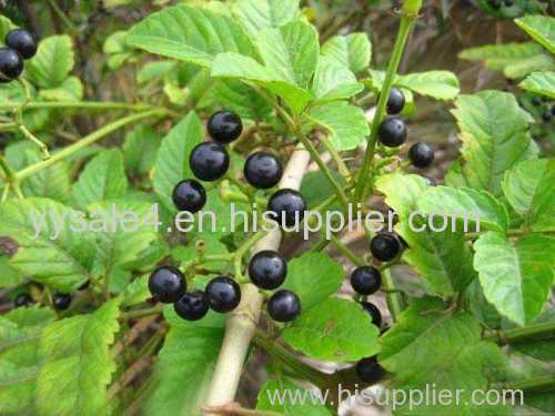 Facotry Supply Cayratia Japonica P.E. (Japanese Cayratia Her b Extract)