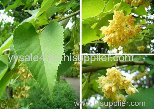 Factory supplier Natural 10:1 linden flower extract/ Tilia Cordata Extract/ Tilia Vulgaris Extract
