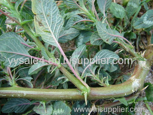 Hot Selling 10:1 Amaranthus spinosus extract powder