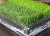 Waterproof Decorative Playground Synthetic Grass Fake Lawn SGF CE Certification