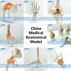 Human anatomical models Joint Skeleton