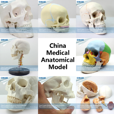 wholesale medical anatomy human skull model