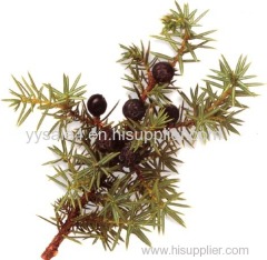 Best Selling Good Quality Juniper berry P.E. Extract
