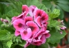 Manufacture supply 10:1 TLC Pelargonium Extract/Geranium Extract