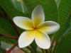 High quality pure natural High quality plant Plumeria Rubra Extract/ Plumeria Rubra P.E.