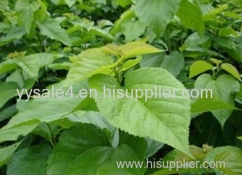 Top garde 100% Organic Plant Extract 1-DNJ 1%HPLC 10:1 Loss weight Mulberry Leaf Extract