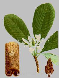 China factory manufacturer Magnolol 40%-98% Magnolia P.E. Extract