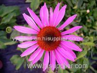 Facttory Supply Phenolics4.0% Echinacea purpurea P.E. Extract Powder Wholesale