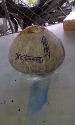FRESH OLD COCONUT WITH BEST PRICE -Ms.Hannah-0084974258938