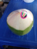 FRESH SEMI-HUSKED COCONUT FROM VIETNAM-Ms.Hannah-0084974258938