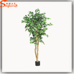 Factory direct mini outdoor bonsai trees for sale ficus bonsai potted plant
