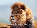 Strong Lion Plastic 3D Print Service Animal Designs 420mm 594mm