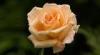 Rose / Sunflower / Carnation 3D Lenticular Postcards Moving Pictures 3D