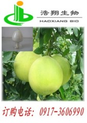 Naringin 98% HPLC CAS#10236-47-2 Haoxiang Bio