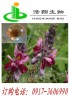 Pueraria P.E. HPLC/UV Kudzu root flavone 40% 60% Haoxiang Bio