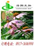 Echinacea P.E Echinacea polyphenols 4% UV Cichoric 2% HPLC