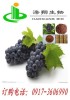 Grape Seed P.E.polyphenol 40% 60% 80% Proanthocyanidins 95% UV